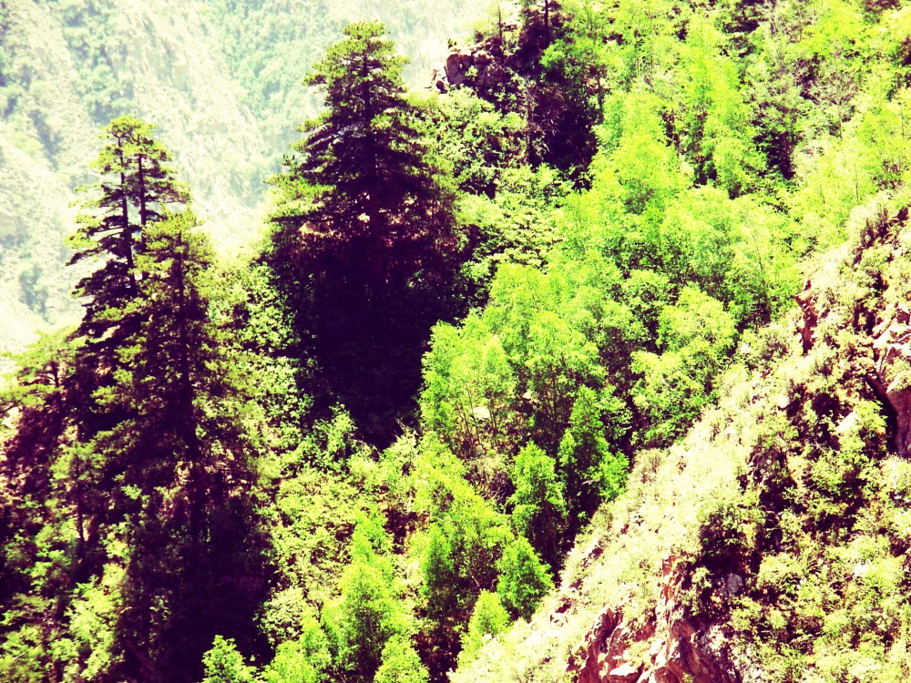 吧咪山原始森林风光.JPG